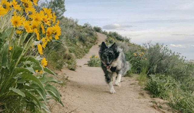 boise outdoor life boise foothills