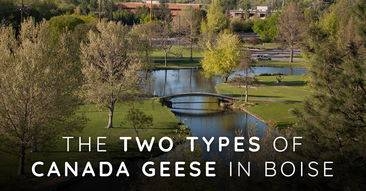 Did you know There are Two Types of Canada Geese in Boise?