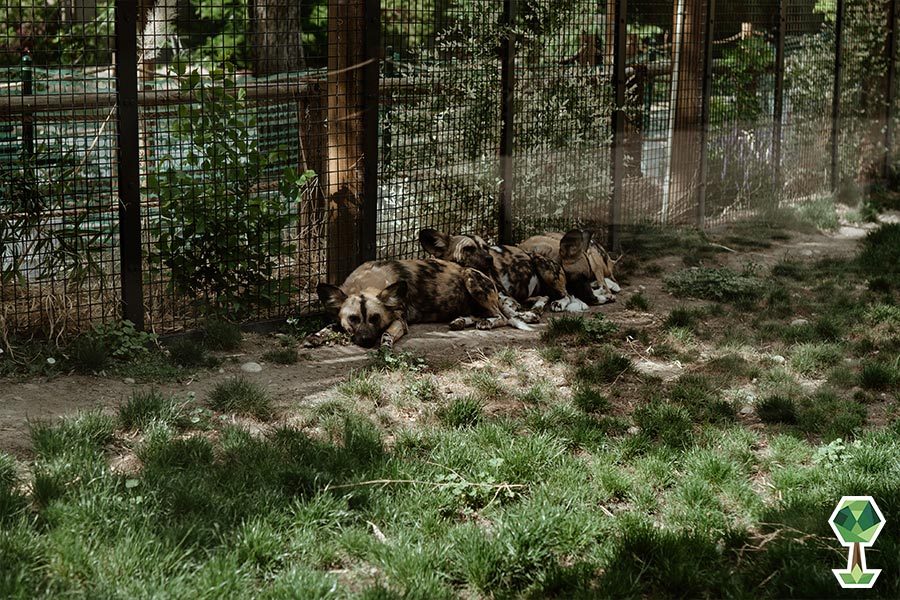 Zoo Boise | Totally Boise